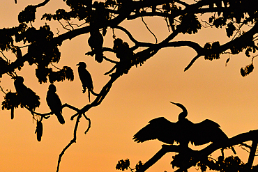 Birds sit in a tree at dusk, Kununurra, Western Australia, Australia