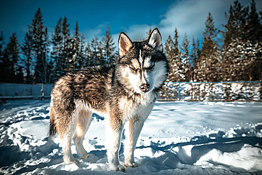 Siberian husky in the snow in Murmansk, Russia