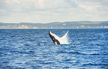 Humpback whale (Megaptera novaeangliae) breaching, Queensland, Australia