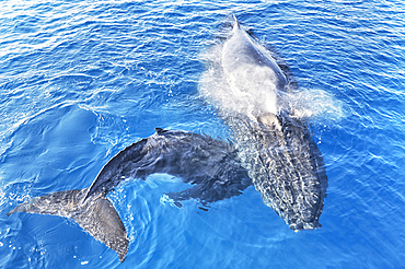 Humpback Whales (Megaptera novaeangliae), Mother and Calf surfacing and exhaling, Hervey Bay, Queensland, Australia