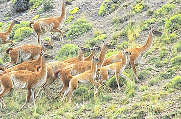 A group of guanacos (Lama guanicoe) walking,Torres del Paine National Park, Chile, South America