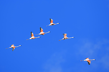 Flock of Chilean flamingoes (Phoenicopterus chilensis) in flight, Torres del Paine National Park, Chile, South America