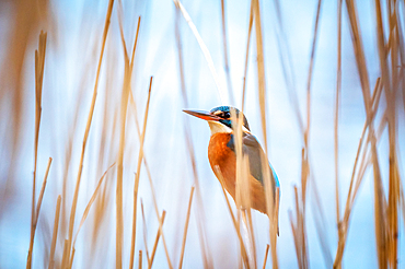 Kingfisher in the reeds