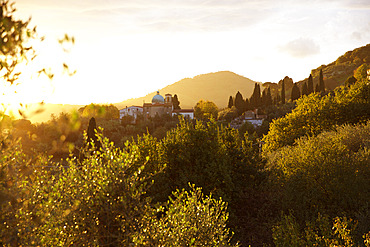 Olive harvest season