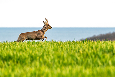 Roebuck overlooking the Baltic Sea, Hohes Ufer, Heiligenhafen, Ostholstein, Schleswig-Holstein, Germany