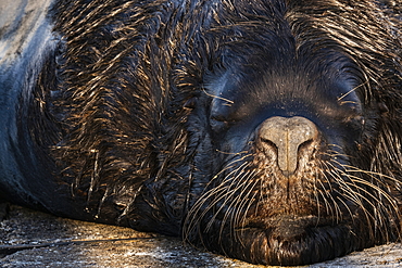 Close up of a sea lion relaxing on pier, Punta del Este, Maldonado Department, Uruguay, South America