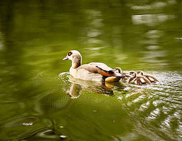 Young Egyptian goose family with three chicks on the Rhine, Bad Honnef, NRW, Germany