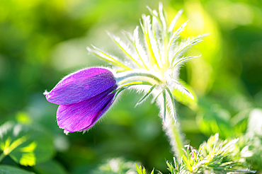 Pasque flower with bokeh