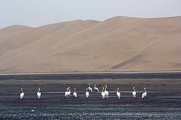 Angola; southern part of Namibe Province; Iona National Park; Pelicans in the Baia dos Tigres;