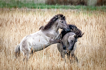 Koniks (wild horses) in the Geltinger Birk, Baltic Sea, nature reserve, Geltinger Birk, Schleswig-Holstein, Germany