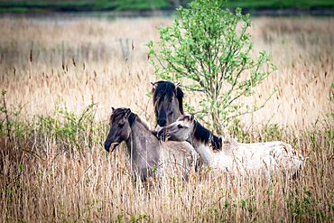 Koniks (wild horses) in the Geltinger Birk, Baltic Sea, nature reserve, Geltinger Birk, Schleswig-Holstein, Germany