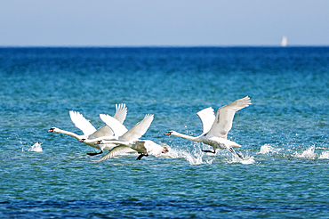 Swans in flight, Klostersee, Baltic Sea, East Holstein, Schleswig-Holstein, Germany