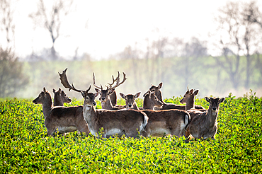 Herd of fallow deer in rapeseed field, Neukirchen, East Holstein, Germany