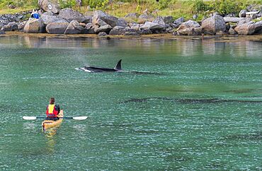 Giant killer whale, kayaker, Reine, Moskenesoya, Lofoten, Nordland, Norway