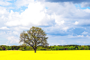 Solitaire kingdoms in the rapeseed field near Damp, Schlei region, Schwansen, Schleswig-Holstein, Germany