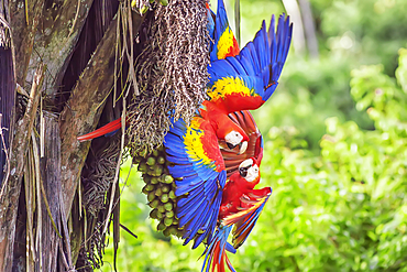 Scarlet Macaws (Ara macao), Corcovado National Park, Osa Peninsula, Costa Rica