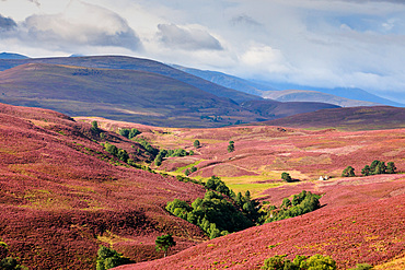 Flowering heather, highlands, rolling hills at Bridge of Brown, Scotland UK