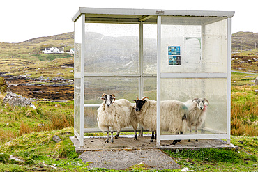 Sheep flee from rain in bus shelter, shelter, Harris, Outer Hebrides, Scotland UK