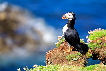 Puffin, Fratercula arctica, Puffin, Lunga, Treshnish Isles, Mull, Hebrides, Scotland UK