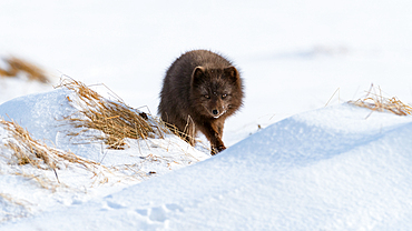 Arctic fox, Alopex lagopus, Hornstrandir Nature Reserve, Hornvik Bay, Iceland, Europe