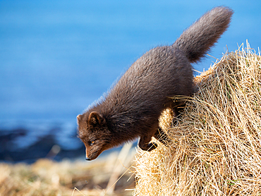 Arctic fox, Alopex lagopus, Hornstrandir Nature Reserve, Hornvik Bay, Iceland, Europe