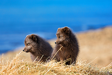 Arctic foxes, pair, Alopex lagopus, Hornstrandir Nature Reserve, Hornvik Bay, Iceland, Europe