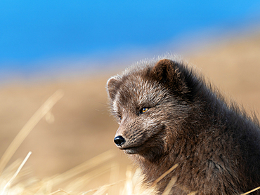 Arctic fox, Alopex lagopus, Hornstrandir Nature Reserve, Hornvik Bay, Iceland, Europe