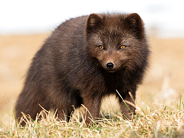 Arctic fox, Alopex lagopus, Hornstrandir Nature Reserve, Hornvik Bay, Iceland, Europe