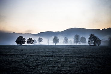 wintry trees with morning mist, sunrise, Dreisamtal, Kirchzarten, near Freiburg im Breisgau, Black Forest, Baden-Württemberg, Germany