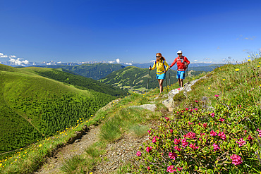 Man and woman hiking with alpine roses in the foreground, Falkert, Nockberge, Nockberge-Trail, UNESCO Biosphere Park Nockberge, Gurktal Alps, Carinthia, Austria