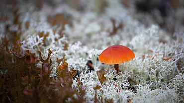 Mushroom on moss in the nature of Rotsidan in the east of Sweden