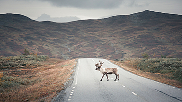 Reindeer on the road of Wilderness Road in the countryside of Jämtland in autumn in Sweden