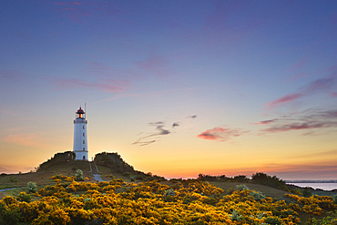 Blooming broom on the thorn bush, gorse, lighthouse, Hiddensee, Baltic Sea, Mecklenburg-Western Pomerania, Germany