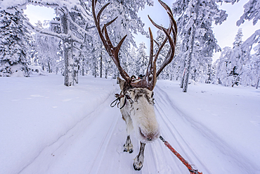 Reindeer tour for tourists at Levi, Finland