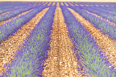 Lavender fields and fields around Valensole,