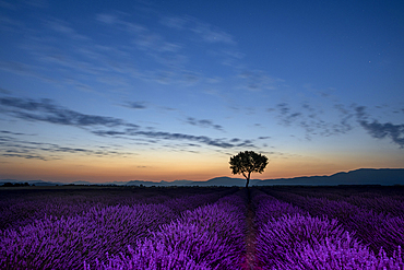 Fields of lavender in full bloom under a full moon in the Valensole plateau with mature tree standing solo.