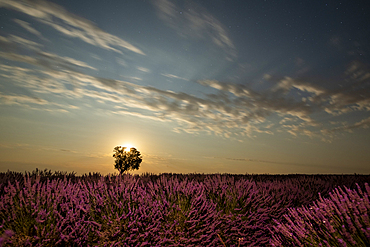 Fields of lavender in full bloom under a full moon in the Valensole plateau with mature tree standing solo.