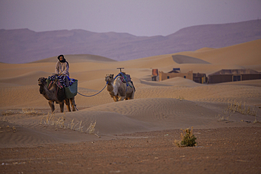 Africa, Morocco, Zagora, Sahara, Erg Lehoudi, Berbers and dromedaries