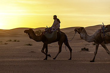 Africa, Morocco, Zagora, Sahara, Erg Lehoudi, Berbers and dromedaries at sunset