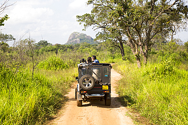 Elephant safari in Hurulu Eco Park biosphere reserve, Habarana, Anuradhapura District, Sri Lanka, Asia