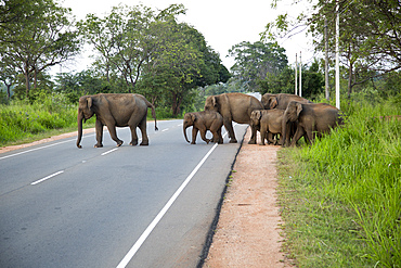 Wild elephants crossing a main road near Habarana, Anuradhapura District, Sri Lanka, Asia