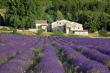 Farm and lavender field in the sunlight, Vaucluse, Provence, France, Europe