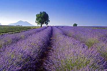 Almond tree in lavender field under blue sky, Plateau de Valensole, Alpes de Haute Provence, Provence, France, Europe