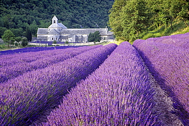 Minster Abbaye de Senanque in lavender field, Vaucluse, Provence, France, Europe