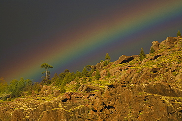 Rainbow above canarian pine trees, Valley of El Risco, Parque Natural de Tamadaba, Gran Canaria, Canary Islands, Spain, Europe