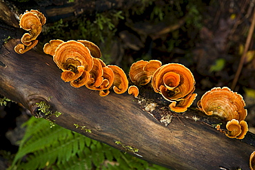 Bracket fungi in the laurel forest, Anaga mountains, Parque Rural de Anaga, Tenerife, Canary Islands, Spain, Europe