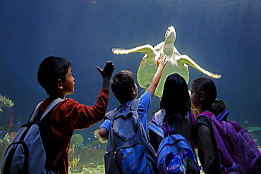 Sea turtle at Aquarium in Vancouver City in Stanley Park, school children, Canada, North America