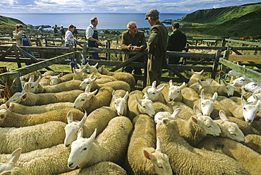 Shepherd with flock of sheep, Dunbeath, Highlands, Caithness, Scotland, Great Britain, Europe