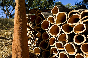 Cork oak tree with cork barks, Alcoutim, Algarve, Portugal