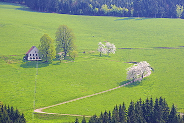 Spring day near St. Maergen, Black Forest, Baden-Wuerttemberg, Germany, Europe